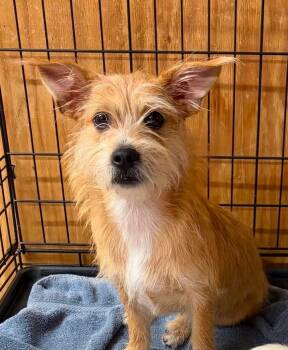 Poppy 2 -  Jack Russell Terrier and Chihuahua Dog for Adoption in Panama City, Florida - Poppy 2 | PetCurious