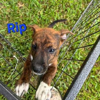 Rip -  Australian Shepherd and Mixed Breed Dog for Adoption in Blairstown, New Jersey - Rip | PetCurious