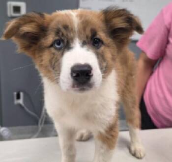 Bo-Peep -  Catahoula Leopard Dog Dog for Adoption in Wolcott, Connecticut - Bo-Peep | PetCurious