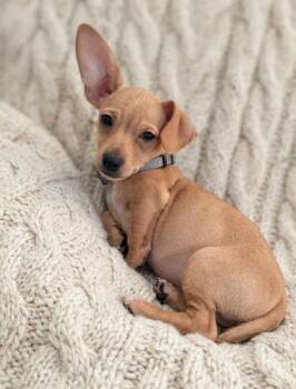 River (1062) -  Chihuahua Dog for Adoption in Plymouth, Michigan - River (1062) | PetCurious