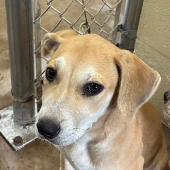 Ginger -  Hound Dog for Adoption in Bronson, Florida - Ginger | PetCurious