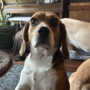 Johnny -  Beagle Dog for Adoption in Monticello, Minnesota - Johnny | PetCurious