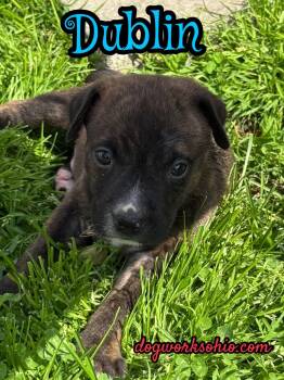 German Shepherd Dog and Pit Bull Terrier Dogs Available for Adoption in Toledo, Ohio - Dublin. **. Murphy. **. Fiona | PetCurious