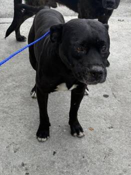 RAUL -  Pit Bull Terrier and Mixed Breed Dog for Adoption in Doral, Florida - RAUL | PetCurious