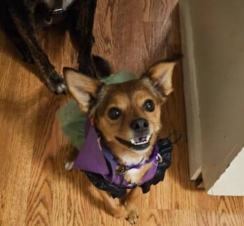 Rescue Chihuahua Dogs for Adoption in Rensselaer, New York - Sacha | PetCurious