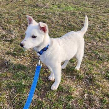 Poodle Dogs Available for Adoption - Tucker | PetCurious