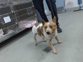 JIMOTHY -  Australian Cattle Dog Blue Heeler Dog for Adoption in Salinas, California - JIMOTHY | PetCurious