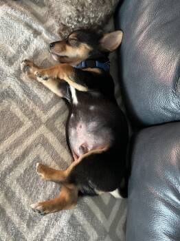 Phil -  Dachshund and Shiba Inu Dog for Adoption in Grand Rapids, Michigan - Phil | PetCurious
