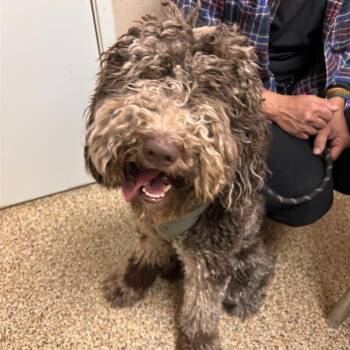 Standard Poodle and Australian Shepherd Dogs Available for Adoption - Cookie | PetCurious