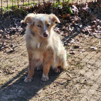 Australian Shepherd Dogs Available for Adoption in Ada, Minnesota - Carina | PetCurious
