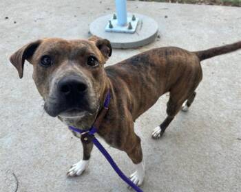 Pit Bull Terrier Dogs Available for Adoption - CAKE DIOR | PetCurious