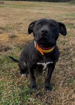 Mountain Cur and Labrador Retriever Dogs Available for Adoption in Maryville, Tennessee - Sabrina | PetCurious