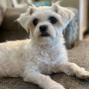 Maltese Dogs Available for Adoption in Fort Collins, Colorado - Chloe | PetCurious
