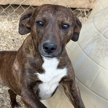 Mixed Breed Dogs Available for Adoption - Han | PetCurious
