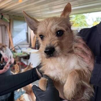 Chihuahua and Mixed Breed Dogs Available for Adoption - Moose | PetCurious