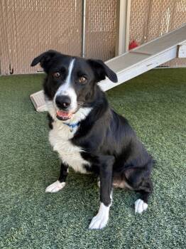 Gus -  Border Collie Dog for Adoption in Mesquite, Nevada - Gus | PetCurious