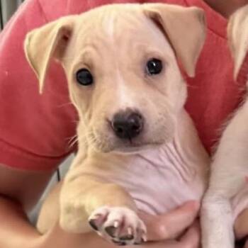 Natalie -  Mixed Breed Dog for Adoption in Austell, Georgia - Natalie | PetCurious