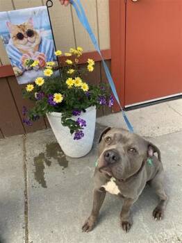 ZEUS -  Pit Bull Terrier Dog for Adoption in Fairbanks, Alaska - ZEUS | PetCurious