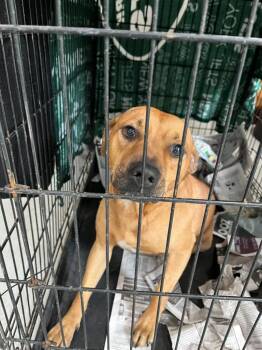 Mixed Breed Dogs Available for Adoption in Lawrenceburg, Tennessee - Georgie | PetCurious