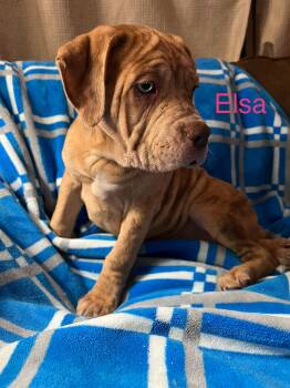 Rescue American Bully and Mixed Breed Dogs for Adoption - Elsa | PetCurious