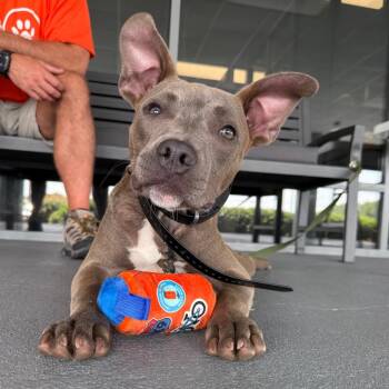 Harvey -  American Staffordshire Terrier Dog for Adoption in Aberdeen, North Carolina - Harvey | PetCurious