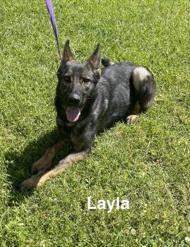 German Shepherd Dog and Belgian Shepherd Malinois Dogs Available for Adoption in Alexander City, Alabama - Layla | PetCurious