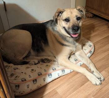 Rescue German Shepherd Dog Dogs for Adoption in Somerset, Kentucky - Mya Simpson | PetCurious