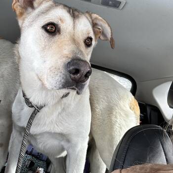 Jeffery -  Mixed Breed Dog for Adoption in Edmonton, Alberta - Jeffery | PetCurious