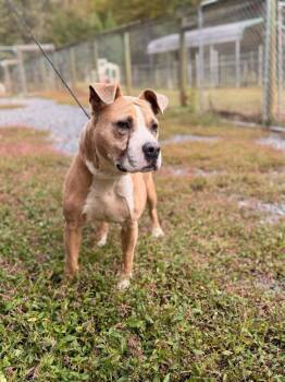 Sunshine -  American Staffordshire Terrier Dog for Adoption in Lovingston, Virginia - Sunshine | PetCurious