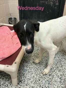 Wednesday -  Pointer Dog for Adoption in Fayetteville, West Virginia - Wednesday | PetCurious