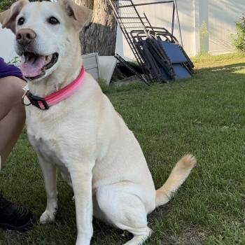 Nova -  Yellow Labrador Retriever Dog for Adoption in Hindsboro, Illinois - Nova | PetCurious