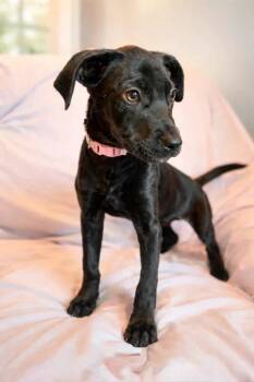 Mixed Breed Dogs Available for Adoption in Lindenhurst, New York - Carrie Oakey | PetCurious