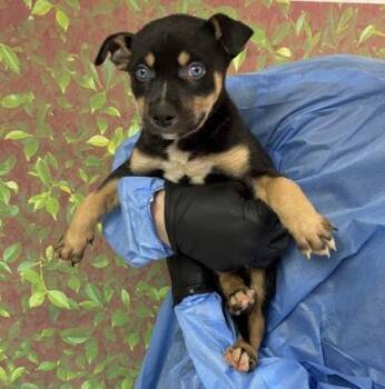 Anisa -  Terrier and Mixed Breed Dog for Adoption in San Antonio, Texas - Anisa | PetCurious
