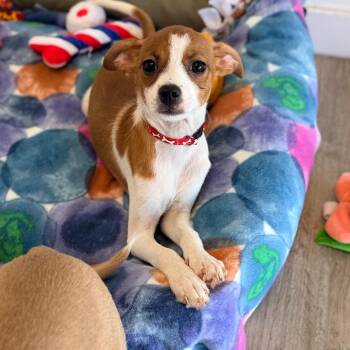 Crush -  Chihuahua and Mixed Breed Dog for Adoption in Green Bay, Wisconsin - Crush | PetCurious