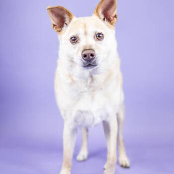 Holly -  Mixed Breed Dog for Adoption in Portland, Oregon - Holly | PetCurious