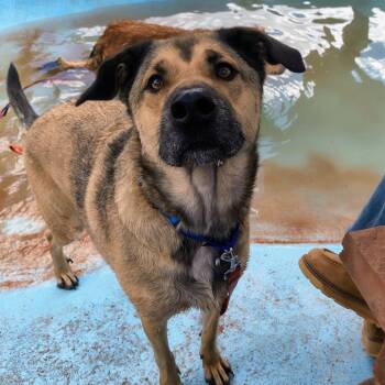 Brownie -  Shepherd and Husky Dog Available for Adoption in Kanab, Utah - Brownie | PetCurious