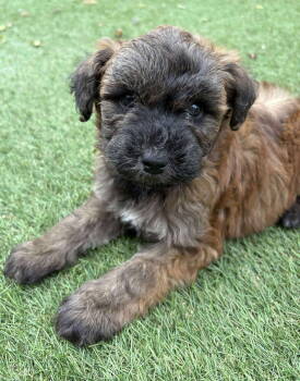 Rescue Husky and Shepherd Dogs for Adoption in Pomfret, Connecticut - HALIO | PetCurious