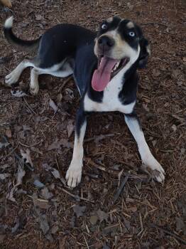 Australian Kelpie Dogs Available for Adoption in Sheridan, Wyoming - Lilo | PetCurious