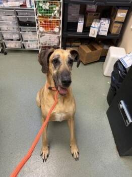 Daisy -  Great Dane and Mixed Breed Dog for Adoption in New Orleans, Louisiana - Daisy | PetCurious