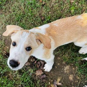 Dyson -  Australian Shepherd and Mixed Breed Dog for Adoption in Brownsboro, Alabama - Dyson | PetCurious