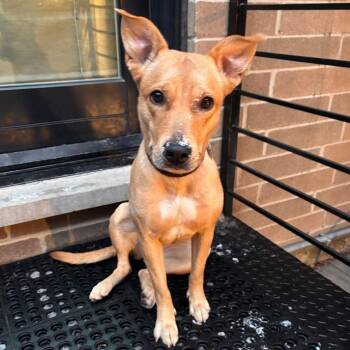 Mixed Breed Dogs Available for Adoption - Elfie | PetCurious