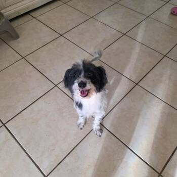 Nala -  Maltipoo Dog for Adoption in Albion, New York - Nala | PetCurious