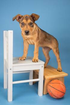 757-26 -  Shepherd Dog for Adoption in Brighton, Colorado - 757-26 | PetCurious