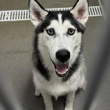 Maggie -  Siberian Husky Dog for Adoption in Des Moines, Iowa - Maggie | PetCurious