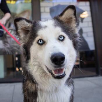 Abraham -  Mixed Breed and Husky Dog for Adoption in Salt Lake City, Utah - Abraham | PetCurious
