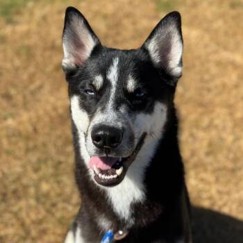 Husky Dogs Available for Adoption - Oso | PetCurious