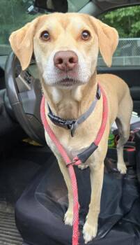 Niko -  Labrador Retriever and Jack Russell Terrier Dog for Adoption in Saint Clairsville, Ohio - Niko | PetCurious
