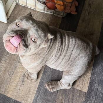 Kronk (Crabby Patty) -  English Bulldog Dog for Adoption in Sinking Spring, Pennsylvania - Kronk (Crabby Patty) | PetCurious
