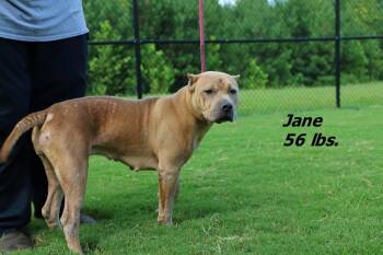 Jane/Mille -  Mixed Breed Dog Available for Adoption in Oxford, North Carolina - Jane/Mille | PetCurious