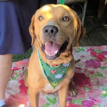 Duke -  Labrador Retriever and Golden Retriever Dog for Adoption in Woolwich, Maine - Duke | PetCurious